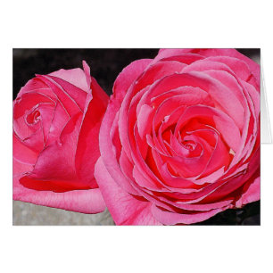 Rosas de escalada rosada