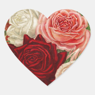 Rosas de jardinería vintage Pegatina de corazón