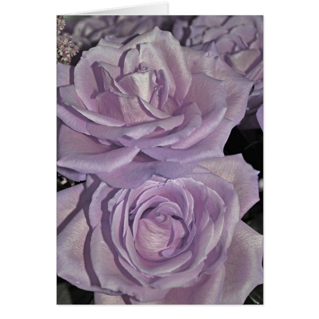 Rosas de lavanda (Frente)