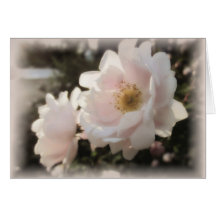 Rosas de moda paletos