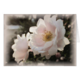 Rosas de moda paletos