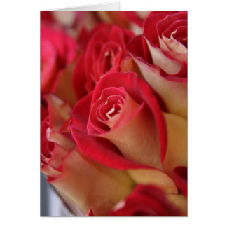 Rosas de Nueva York