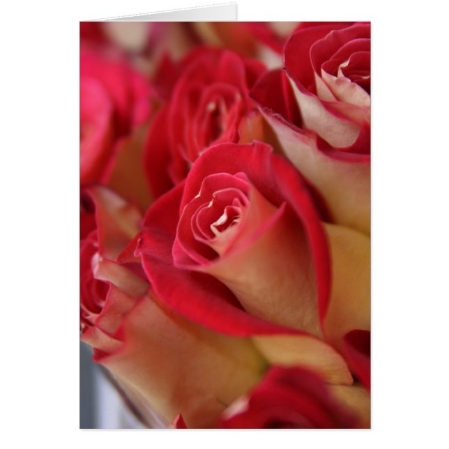 Rosas de Nueva York (Frente)