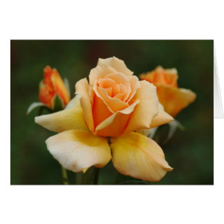 Rosas de oro
