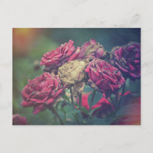 Rosas de postales de ecomera Journal