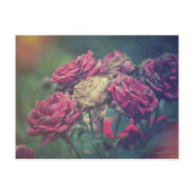 Rosas de postales de ecomera Journal