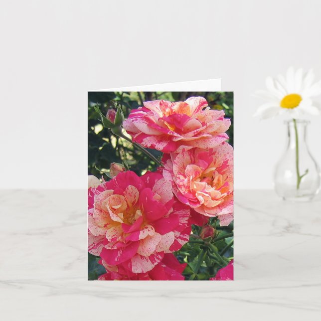 Rosas de rayas blancas rosadas Tarjeta de notas de (Planta pequeña)