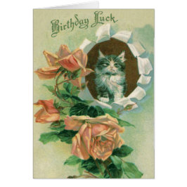 Rosas de Rosa de gatos de Kitten
