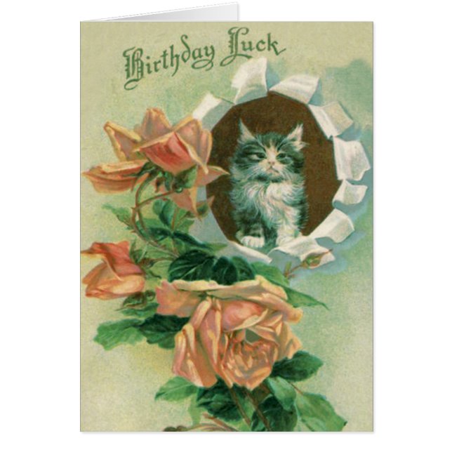 Rosas de Rosa de gatos de Kitten (Frente)