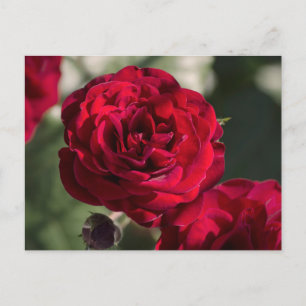 Rosas de Tarjeta Postal - Radiancia de Terciopelo