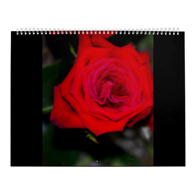 ROSAS del calendario (Tapa)