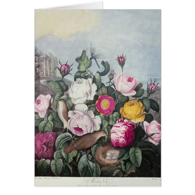 Rosas, 'del templo de Flora (Frente)