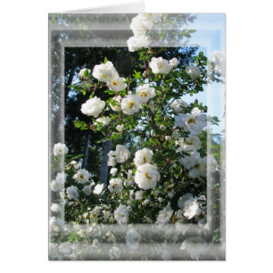 Rosas del verano medio
