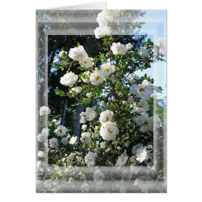 Rosas del verano medio (Frente)