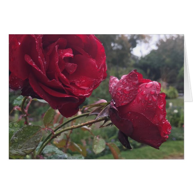 Rosas Dew Drop (Anverso (Horizontal))