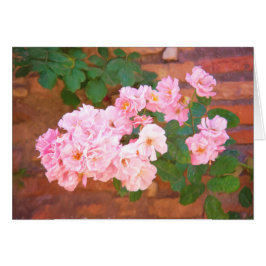 Rosas En Bloom En Roma, Italia En Blank