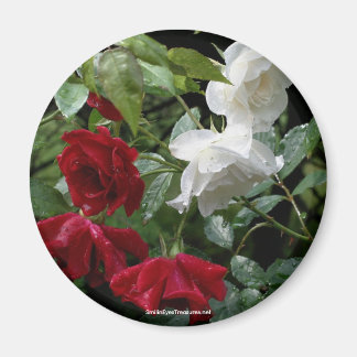 Rosas envueltos en un imán fotográfico