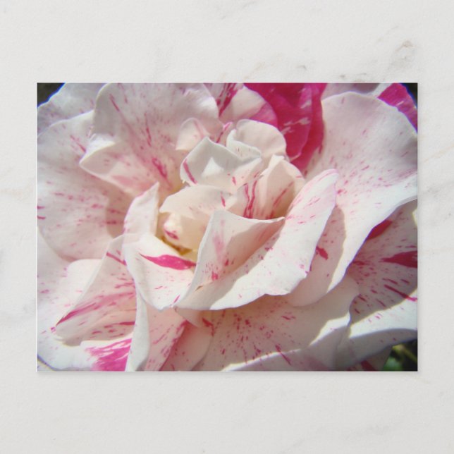 ROSAS Flores rosa blanca rosada 1 Tarjetas Regalos (Anverso)