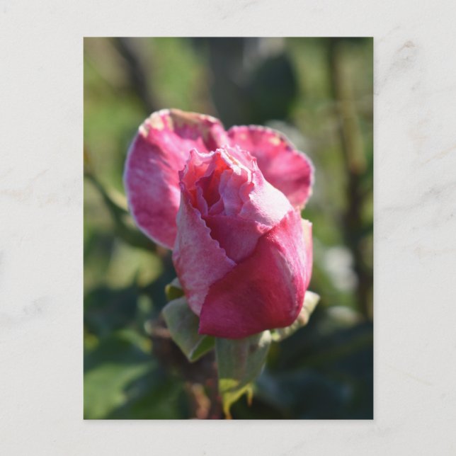 Rosas Flores, Rosas Blancas Rojas Rosadas Postales (Anverso)