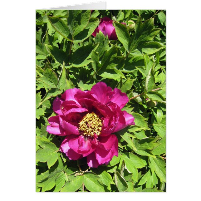 Rosas fuertes Peonie (Frente)