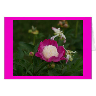 Rosas fuertes y blanco Peony.jpg