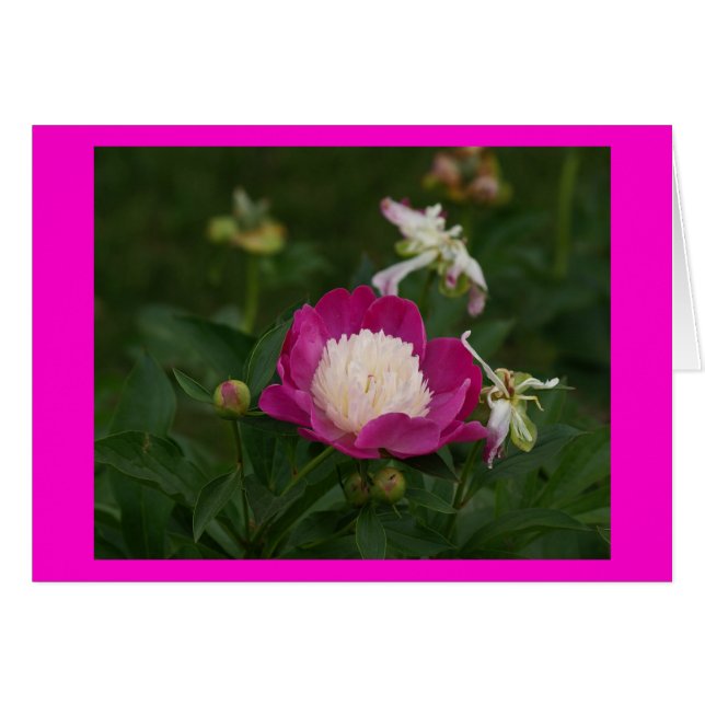 Rosas fuertes y blanco Peony.jpg (Anverso (Horizontal))