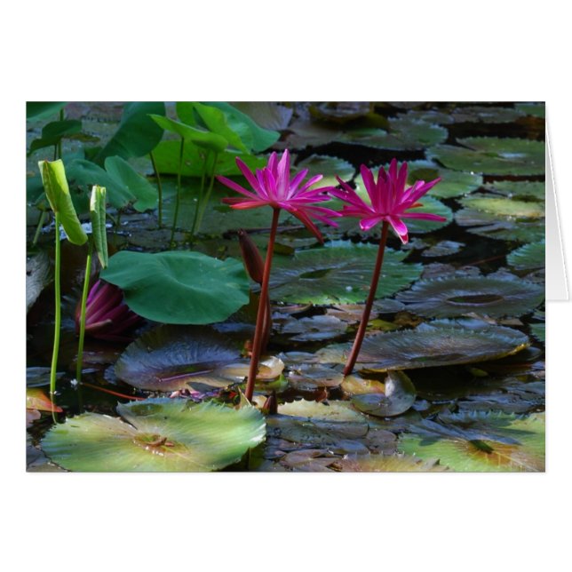 Rosas gemelos (Anverso (Horizontal))