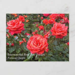 Rosas Hermosas, Portland, Oregon Tarjeta Postal