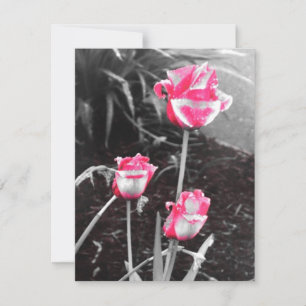 Rosas Lágrima - Diseño 2