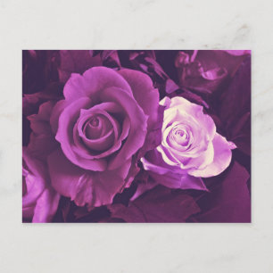 Rosas malvados en una postal en flor