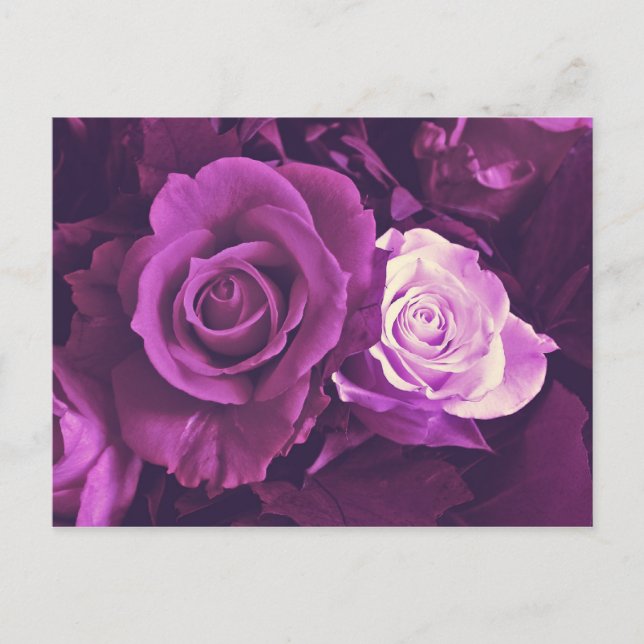 Rosas malvados en una postal en flor (Anverso)