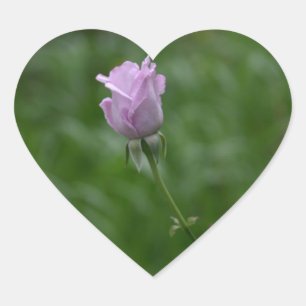 Rosas pegatinas Lavender
