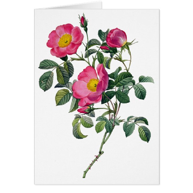 Rosas Pierre Joseph Redoute (Frente)