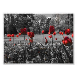 rosas rojas en fotografías de jardín en blanco y n