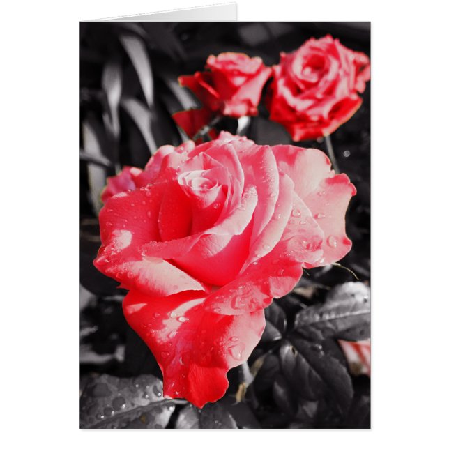 Rosas rojas románticas (Frente)