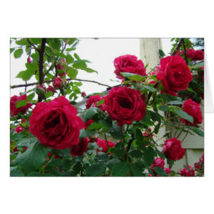 Rosas rojos que suben