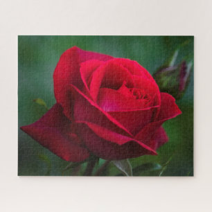 Rosas rojos son rompecabezas difíciles de 16"x20"