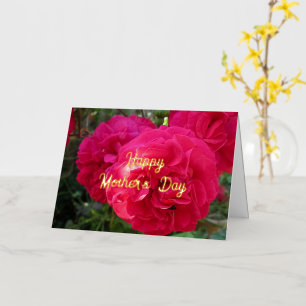 Rosas Rosadas Calientes - Día de la Madre Personal