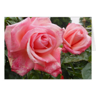 Rosas rosados, jardín botánico de Belfast, NI