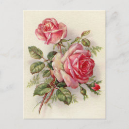 Rosas rosas rosadas vintage linda postal