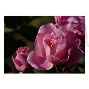 rosas rosas rosas