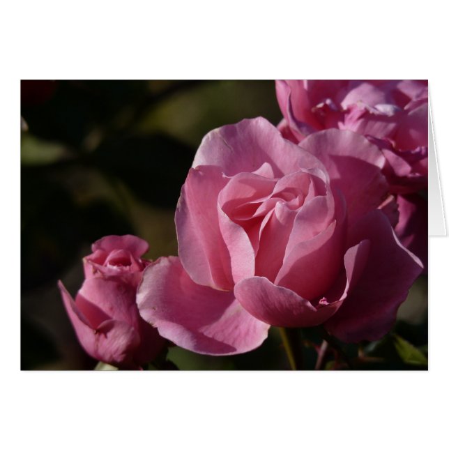 rosas rosas rosas (Anverso (Horizontal))