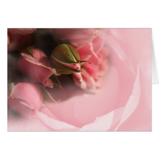 Rosas rosas rosas