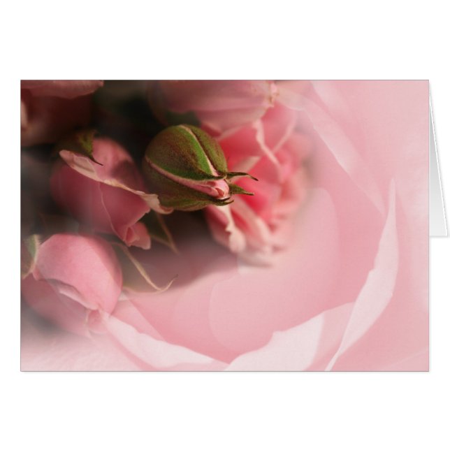 Rosas rosas rosas (Anverso (Horizontal))