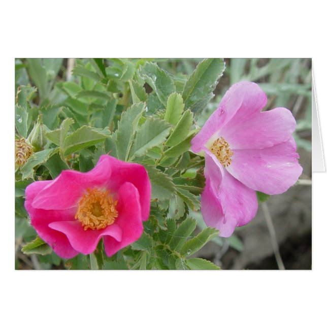 Rosas silvestres F4 (Anverso (Horizontal))