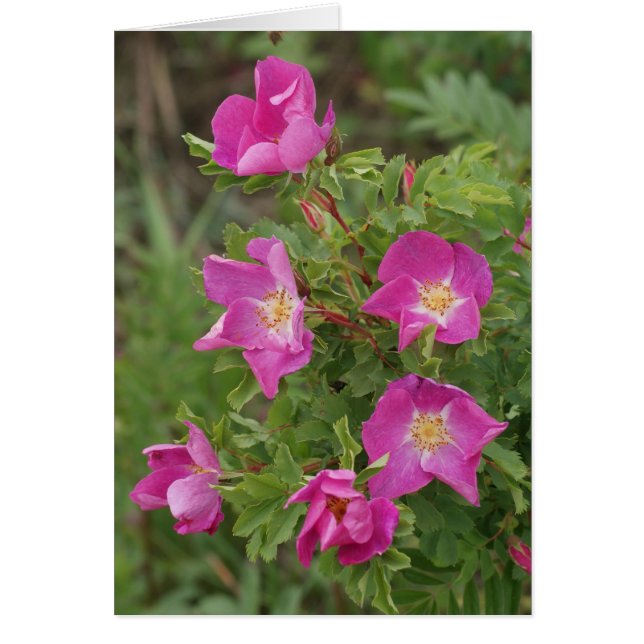 Rosas silvestres F46 (Frente)
