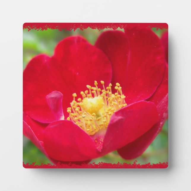 Rosas son placa fotográfica roja (Frente)