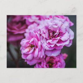 Rosas suaves de color rosa pálido en postal