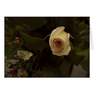 Rosas y bayas - Rosa de paz rosa