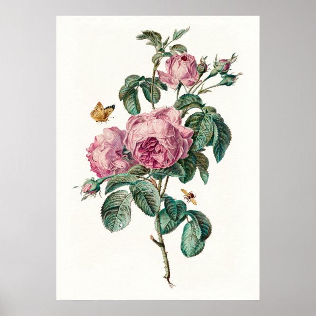 Rosas y mariposas Impresión de arte botánico vinta (Frente)